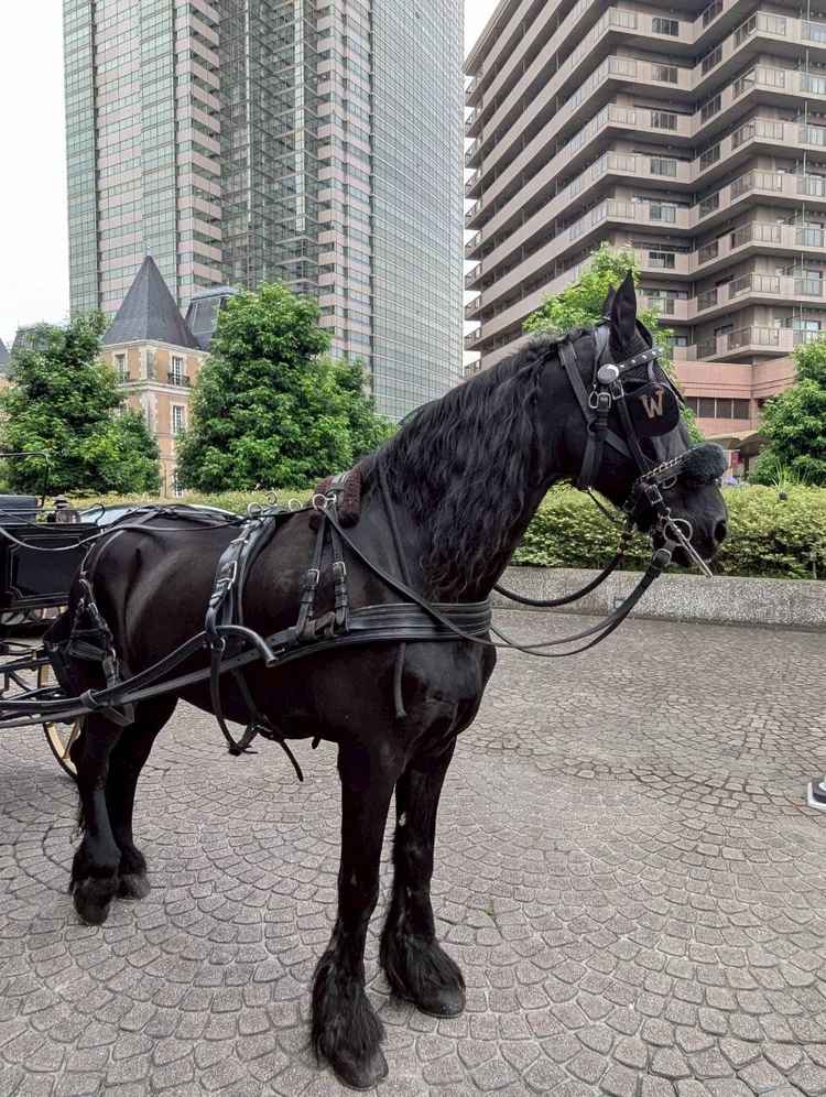 挙式後のセレモニーで使用する馬車をひいてくれるお馬さん。とても穏やかで可愛らしかった。