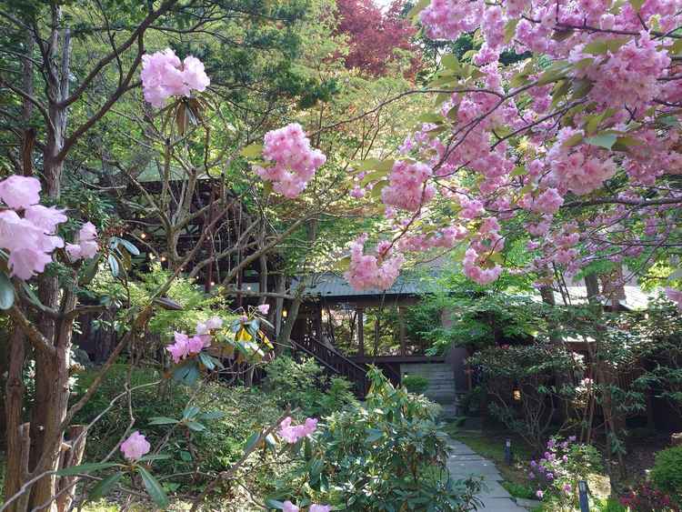 日本庭園で咲いていた、八重桜と思われる花。