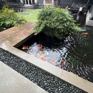 会場に鯉が泳いでおり、見ているだけで癒されました。餌をあげることもできるそうです。