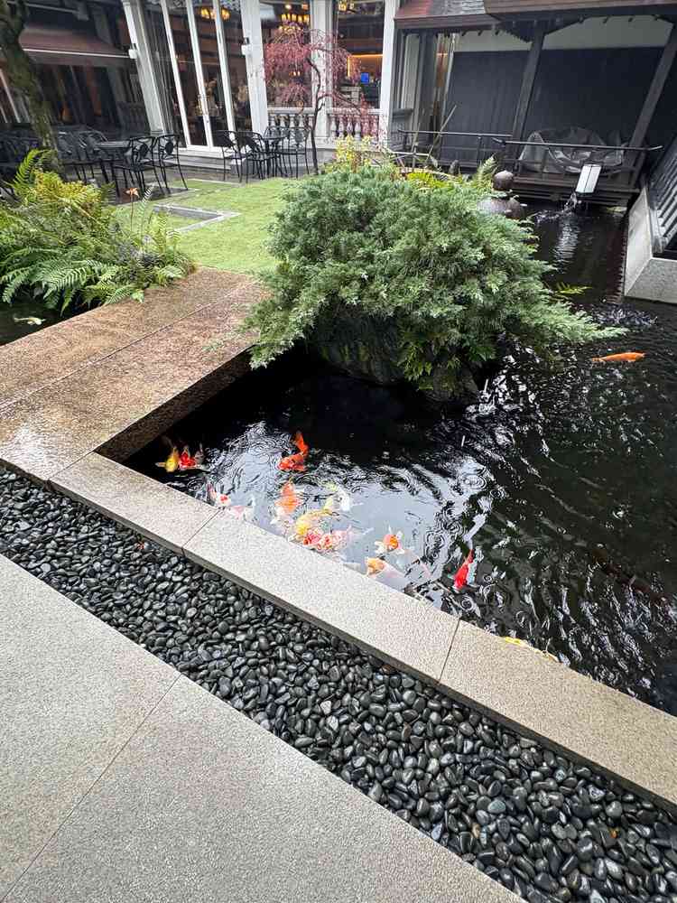 会場に鯉が泳いでおり、見ているだけで癒されました。餌をあげることもできるそうです。