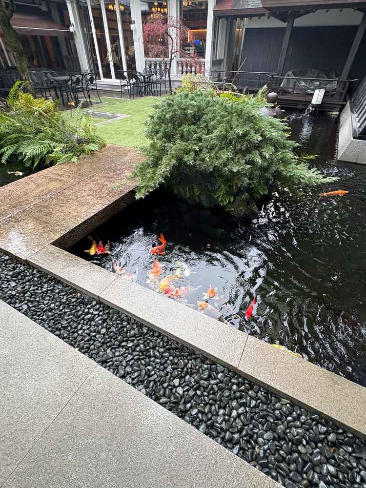 会場に鯉が泳いでおり、見ているだけで癒されました。餌をあげることもできるそうです。