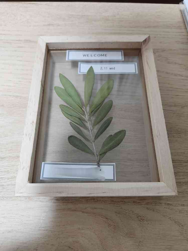 頂いたオリーブの葉