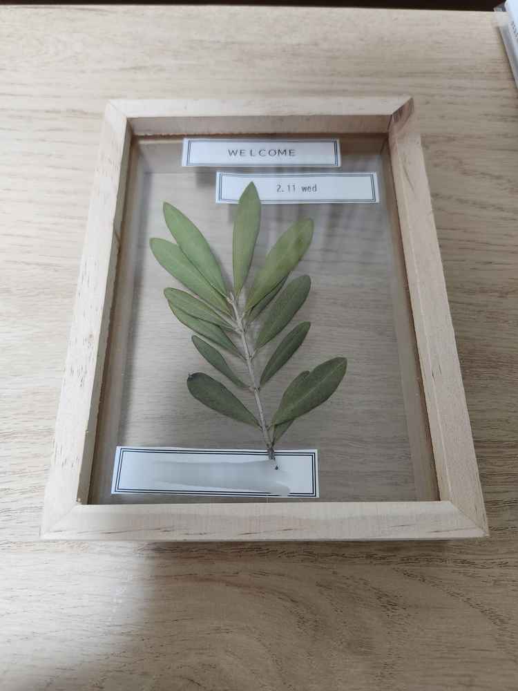 頂いたオリーブの葉