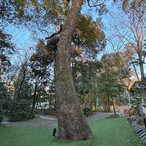 ガーデンの一角。100年以上前から生えている木たちがそのまま生かされている。