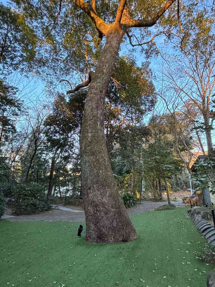 ガーデンの一角。100年以上前から生えている木たちがそのまま生かされている。