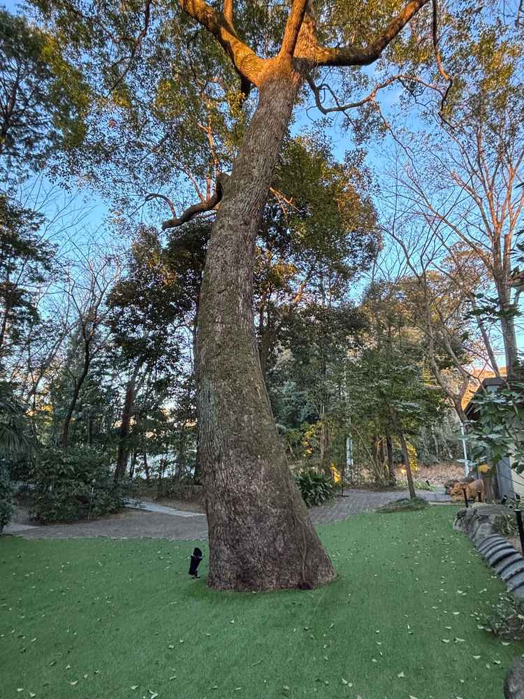 ガーデンの一角。100年以上前から生えている木たちがそのまま生かされている。