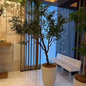 オリーブの木があり、子孫繁栄を願っているそうです。