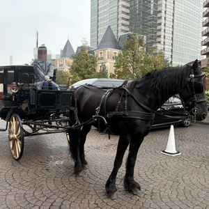 かっこいい馬でした。