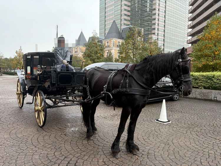 かっこいい馬でした。