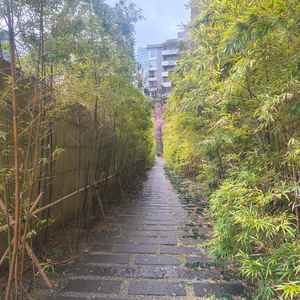 竹林。すてきな写真が撮れそうでした。