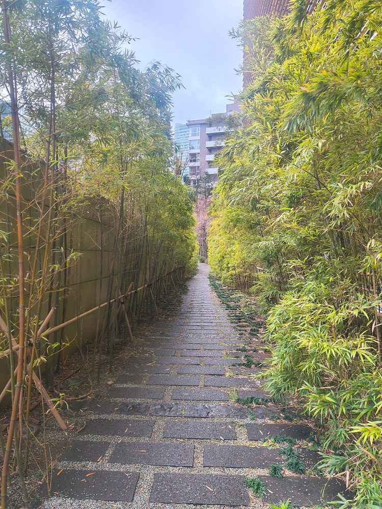 竹林。すてきな写真が撮れそうでした。