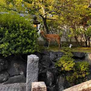 お庭に訪れた鹿です。たまに遊びにくることがあるらしくタイミング合えば鹿と一緒に写真が撮れるそうです。