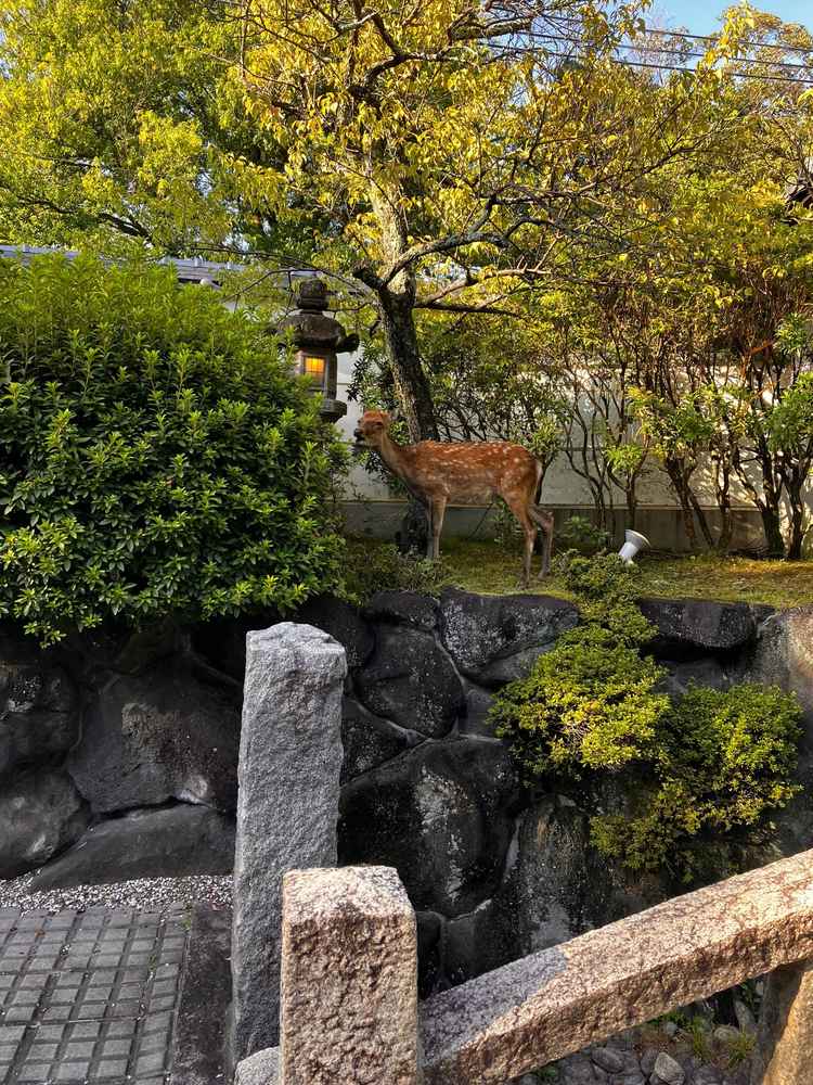 お庭に訪れた鹿です。たまに遊びにくることがあるらしくタイミング合えば鹿と一緒に写真が撮れるそうです。