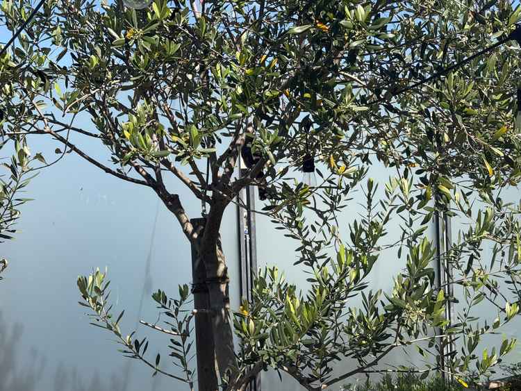 テラスにつがいの鳥