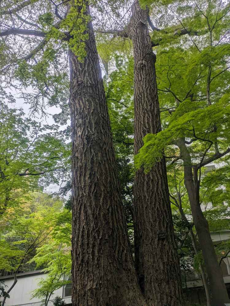 チャペルに行くまでの庭園（夫婦杉）