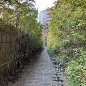 入り口外に竹林があり、写真撮影などにバッチリ。