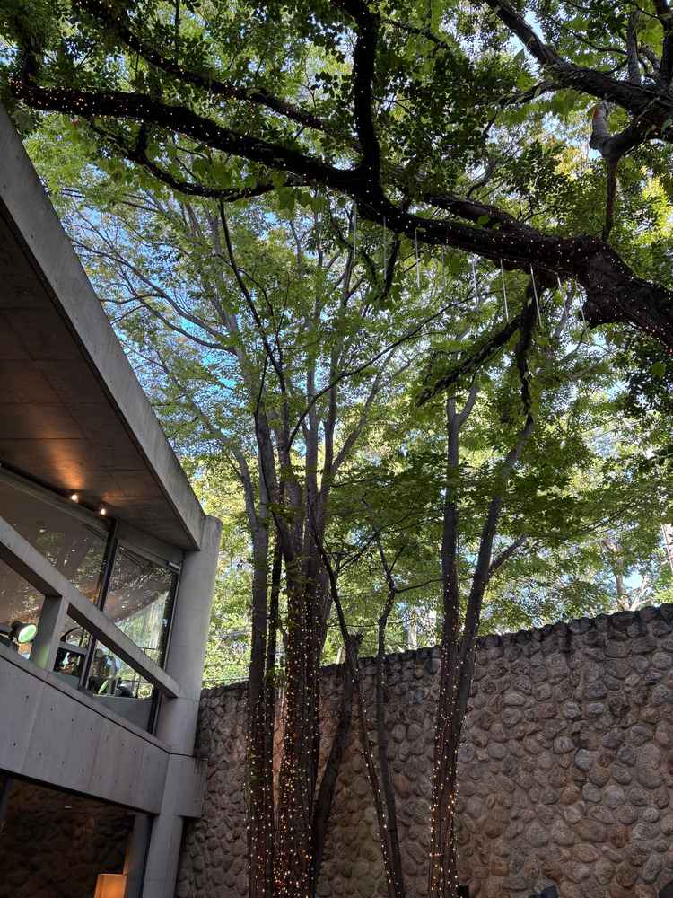 ホール。樹齢130年の欅の木がどこからみても癒されます。