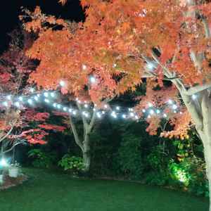 紅葉の素敵なお庭。