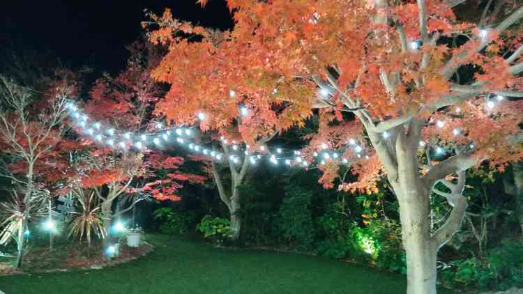 紅葉の素敵なお庭。