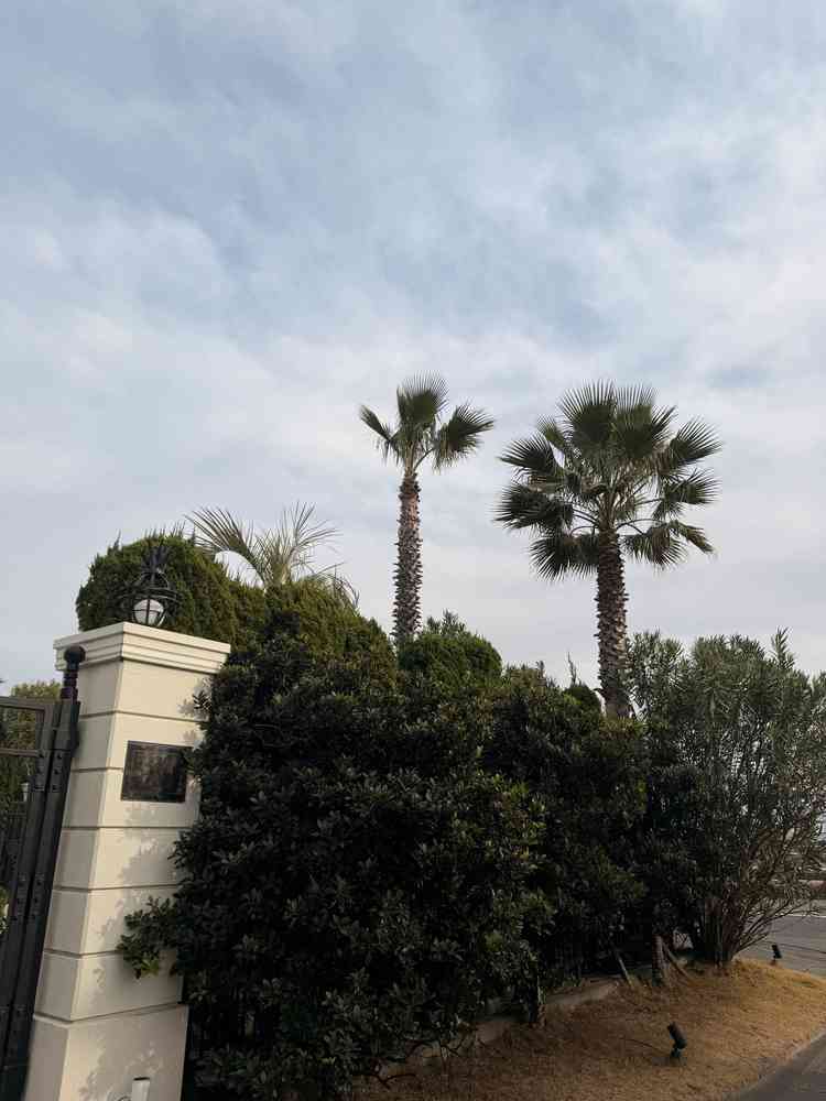 ヤシの木が多数あり、非日常感を味わえる。海と式場ととてもマッチしている。