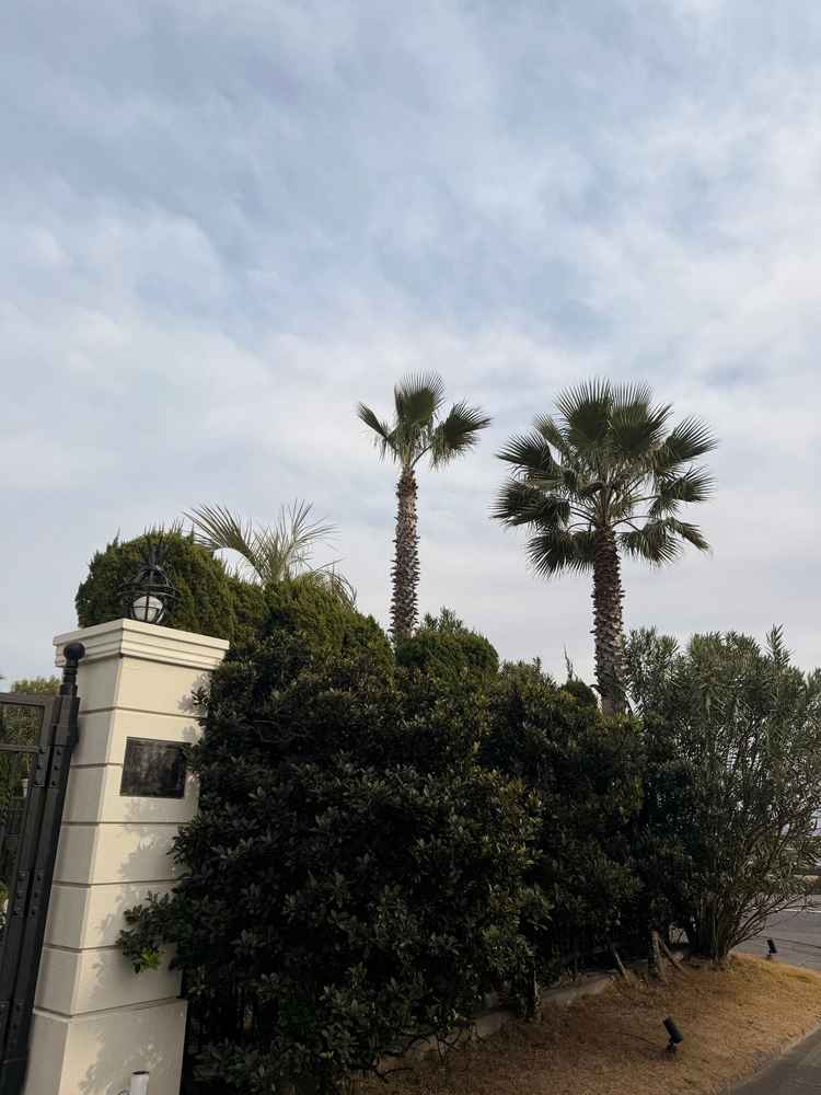 ヤシの木が多数あり、非日常感を味わえる。海と式場ととてもマッチしている。