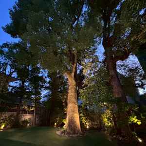 シンボルツリーの楠。これを目当てにいらっしゃるカップルも多いとのことで、雨除けとしても活躍とのこと。