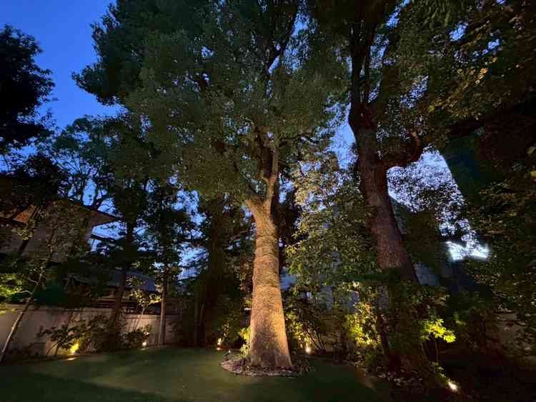 シンボルツリーの楠。これを目当てにいらっしゃるカップルも多いとのことで、雨除けとしても活躍とのこと。