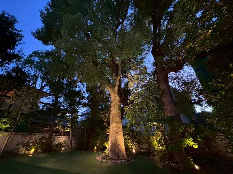 シンボルツリーの楠。これを目当てにいらっしゃるカップルも多いとのことで、雨除けとしても活躍とのこと。