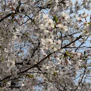 近くに咲いてた桜も春を感じられて素敵だと思いました