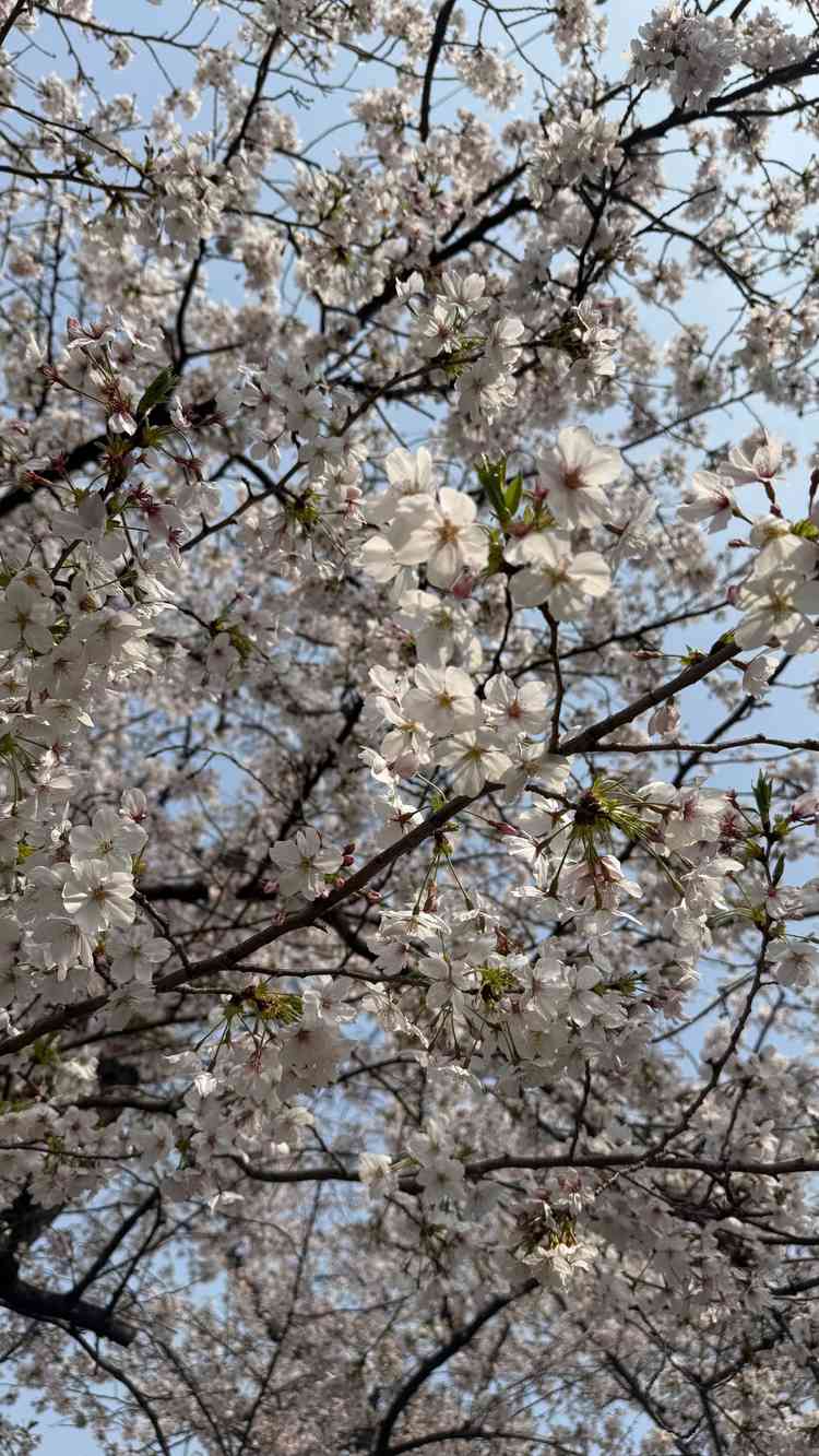 近くに咲いてた桜も春を感じられて素敵だと思いました