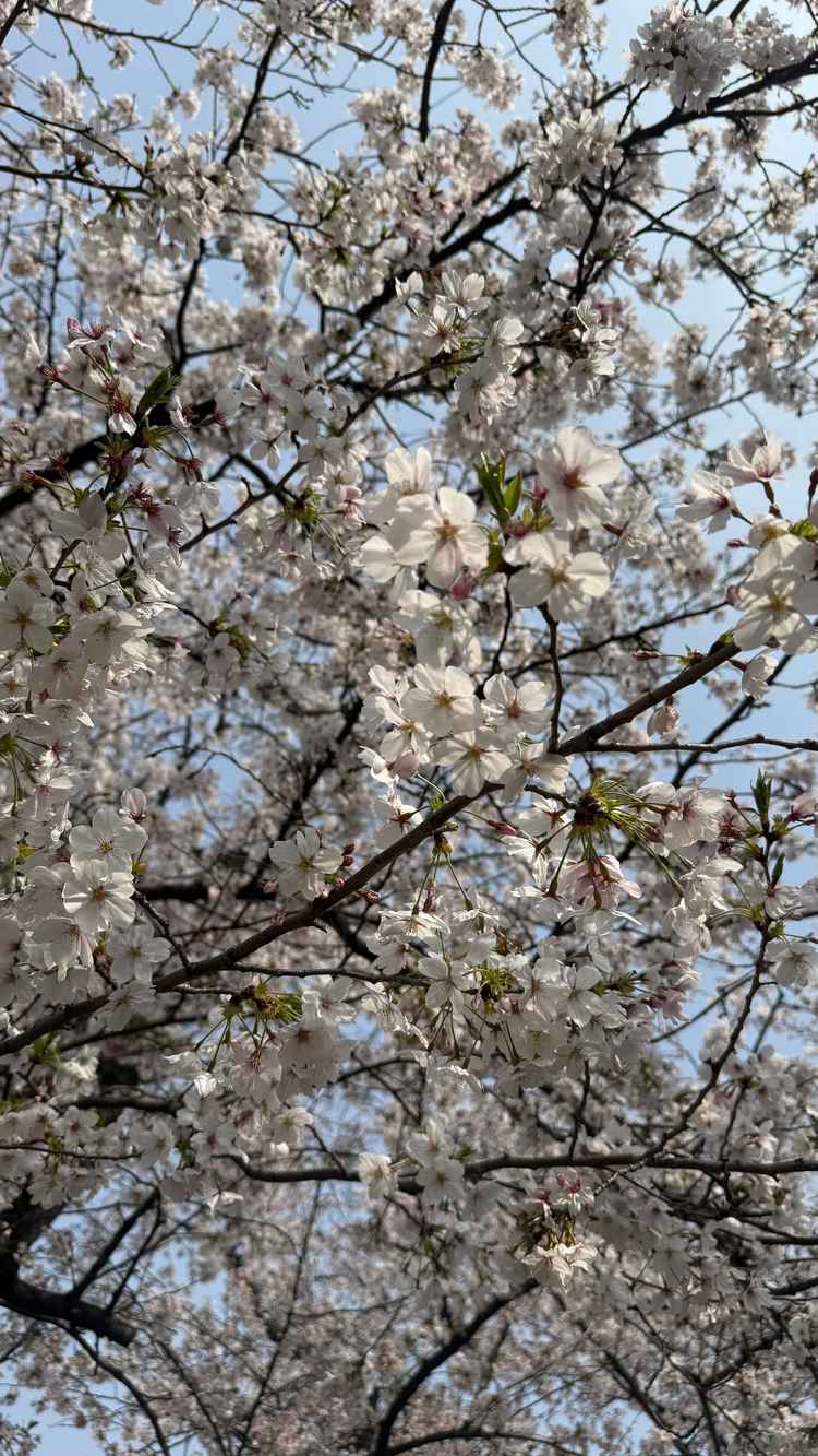 近くに咲いてた桜も春を感じられて素敵だと思いました