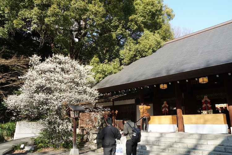 梅の花が咲いた本殿