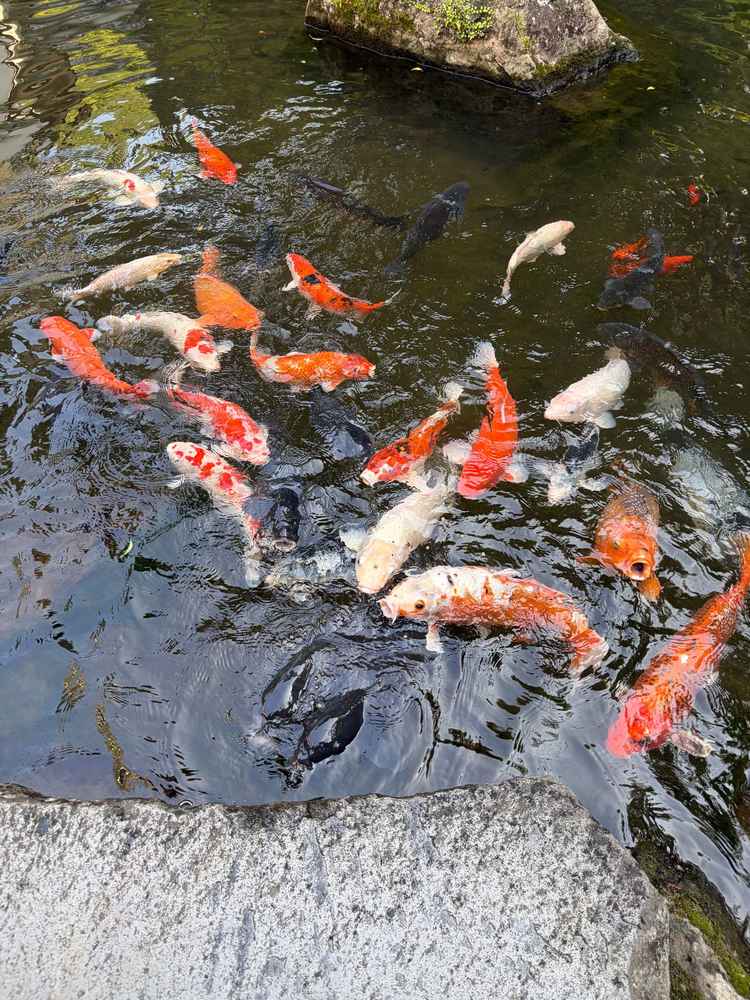 素敵な鯉がたくさんいるお庭で、和装が似合いそうと想像が膨らみました。