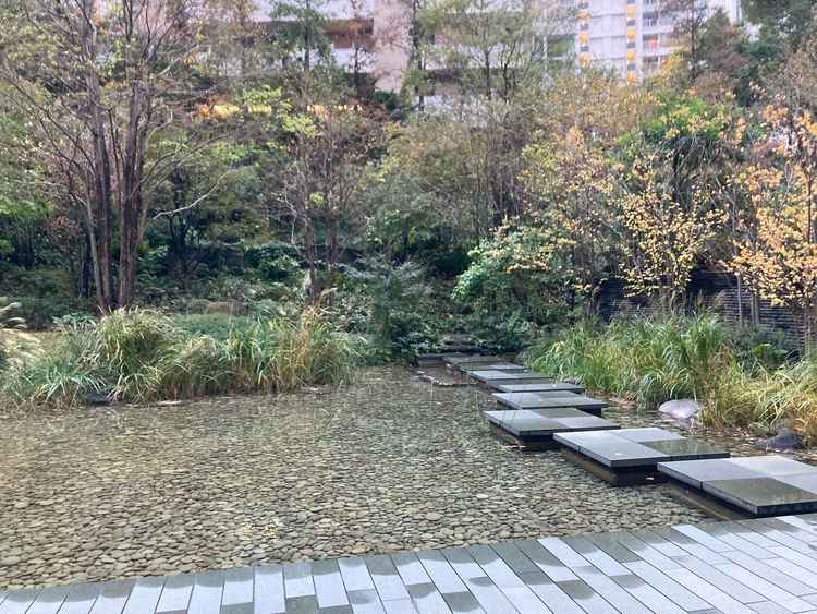 中庭の様子。冬だったので枯れ木ですが、春〜夏は緑が綺麗だそうです。