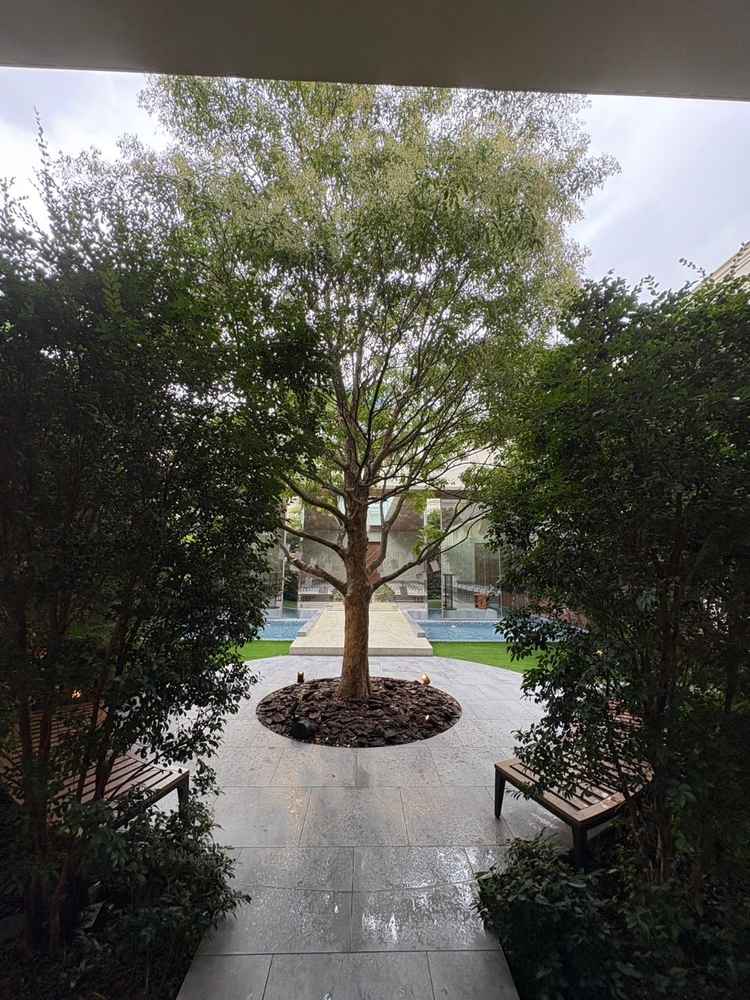 チャペル裏の樹木の写真。悪天候でしたが、映えそうなスポットでした