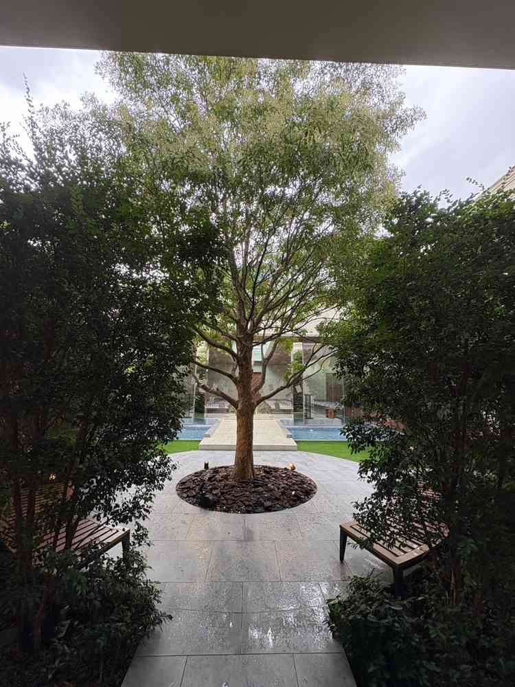 チャペル裏の樹木の写真。悪天候でしたが、映えそうなスポットでした