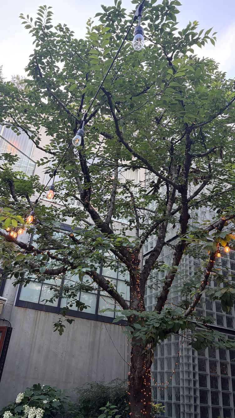 お庭には大きな木もあり、夕方になるとライトアップされているのが素敵でした。