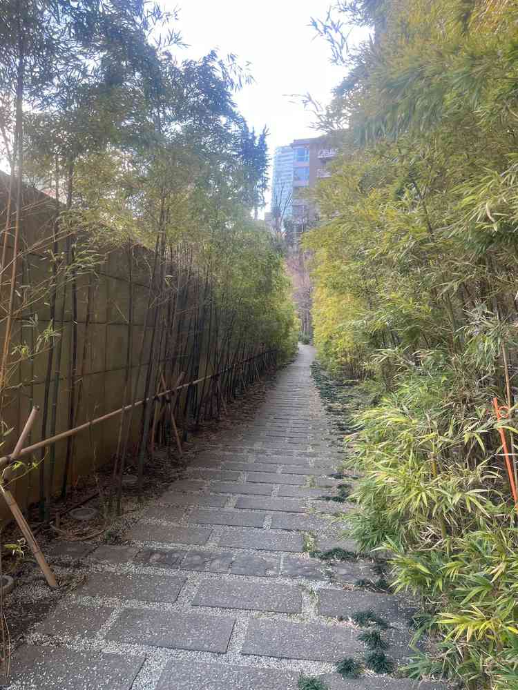 外の通路。春になると竹の量も増えると聞きました。