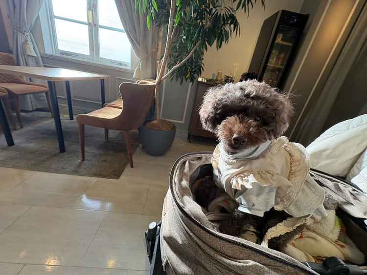 わんちゃんも一緒に見学させていただけて、ワンちゃんも家族の1人として扱っていただけました！