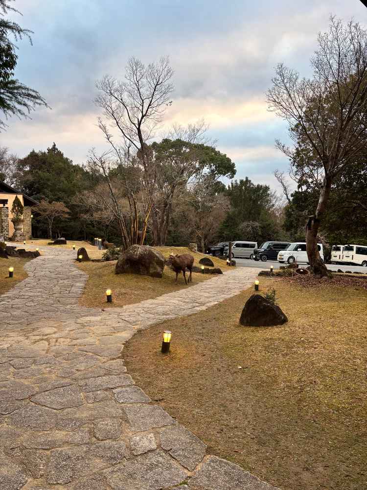 チャペルへ向かう途中で鹿が遊びに来ていました。