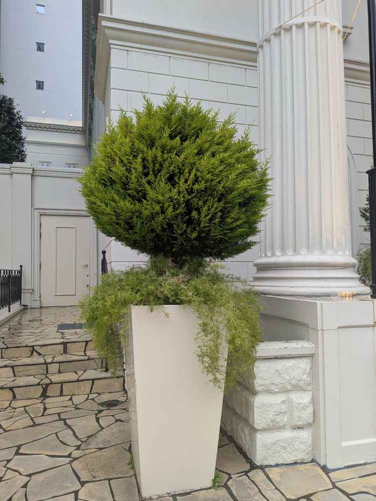 植木の写真。自然が多く取り入れられており、落ち着いた印象。