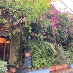 レストランの外観。緑とお花が綺麗です。