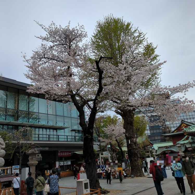 桜も綺麗で春にやるのも素敵だなと思いました。