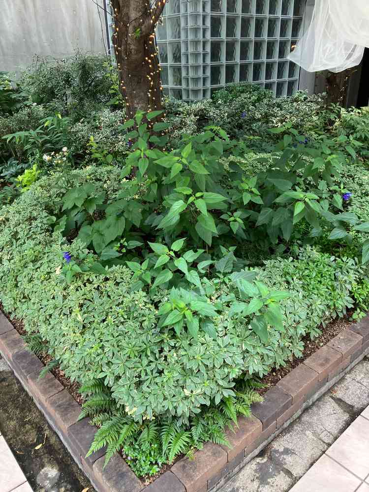 ユーザーが投稿した画像5