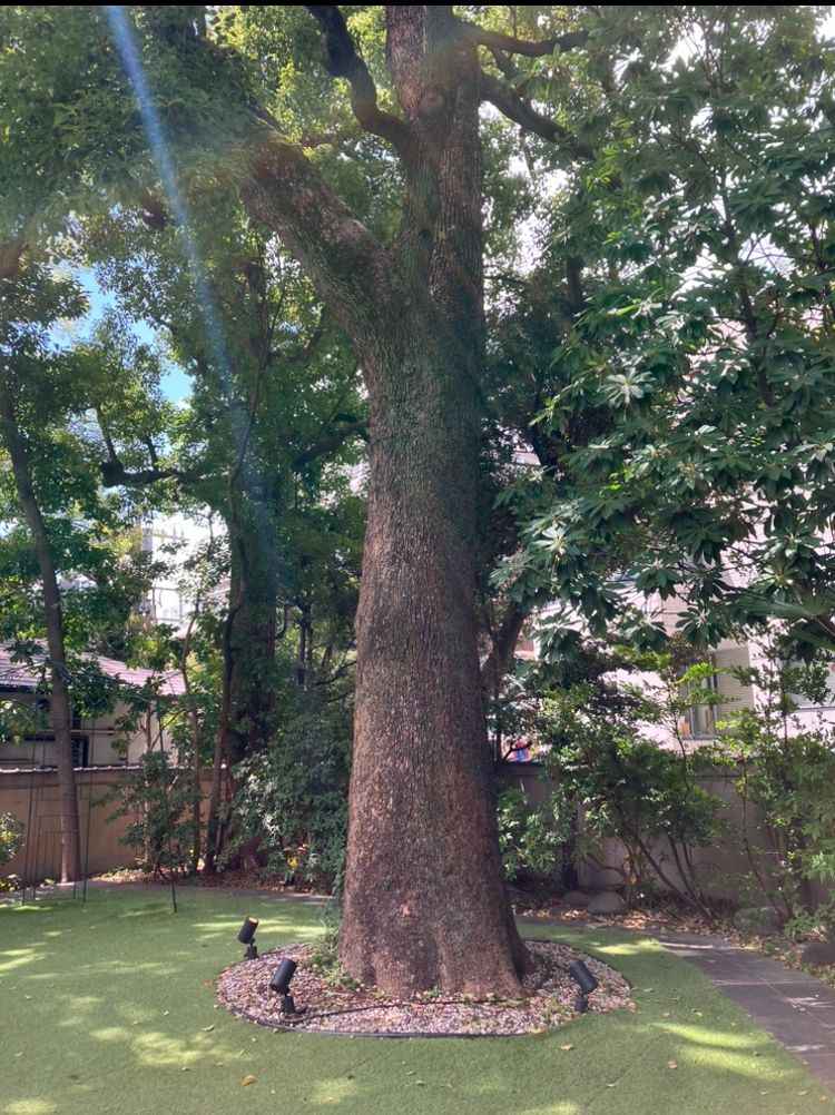 シンボルとしてたたずむクスノキ