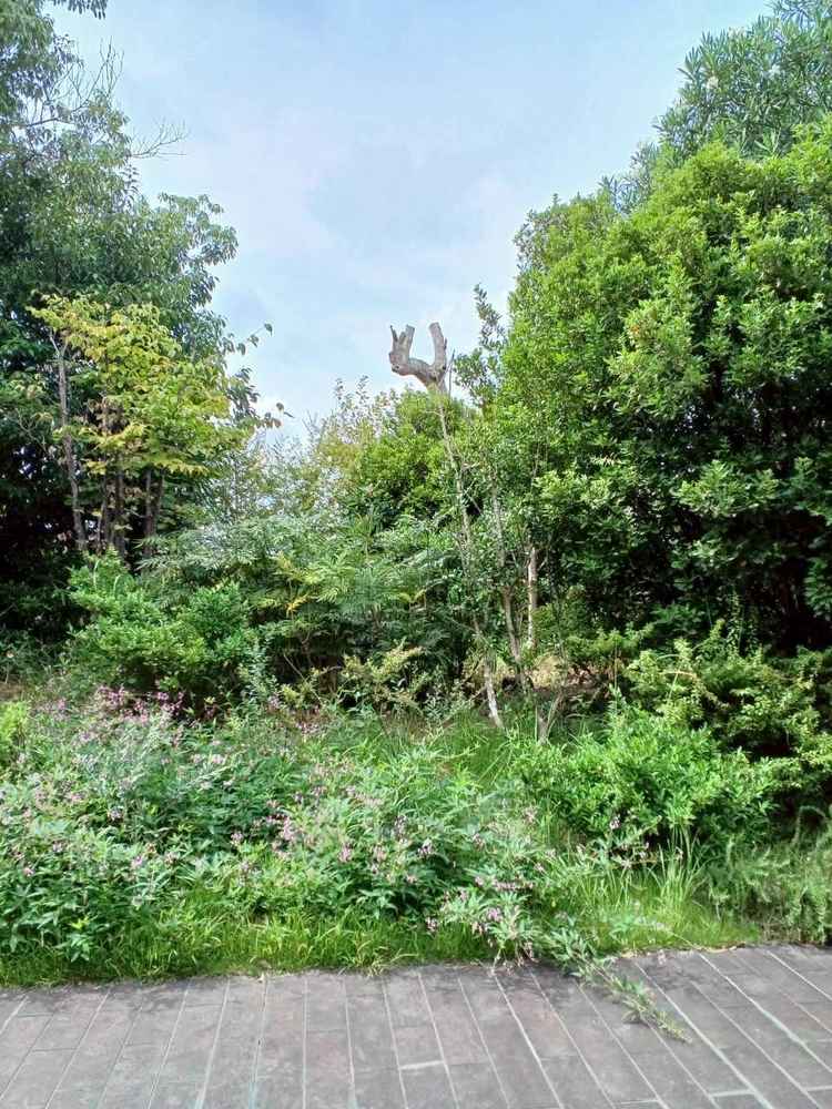 チャペル周辺の緑。