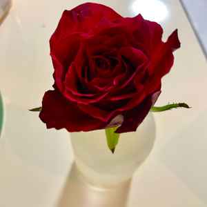 最後にプレゼントに薔薇を一輪いただきました。
