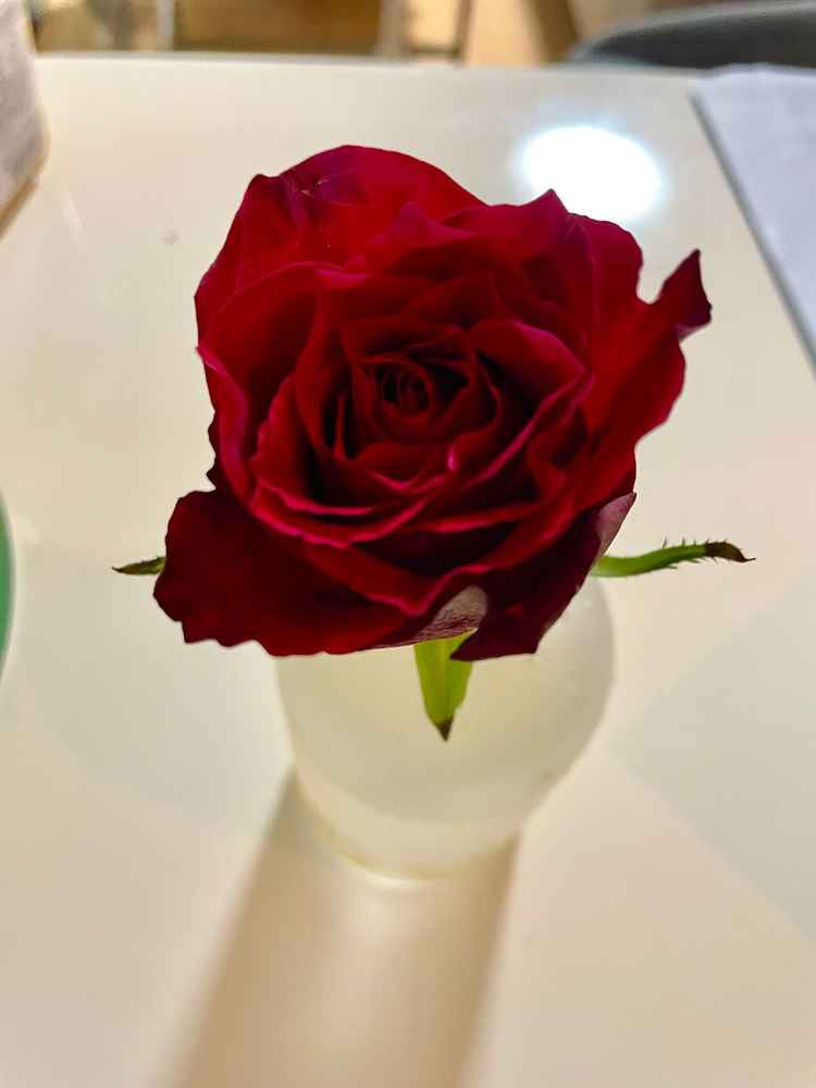 最後にプレゼントに薔薇を一輪いただきました。