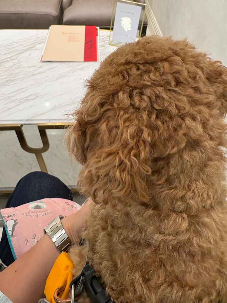 飼い犬と一緒に打ち合わせ