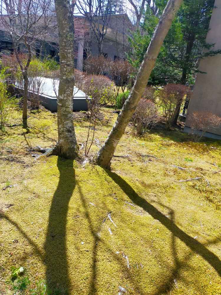 4月頭で緑は少なめだが、苔もしっかりある